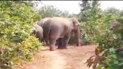 বুনো হাতির হানায় সর্বসান্ত পরিবার