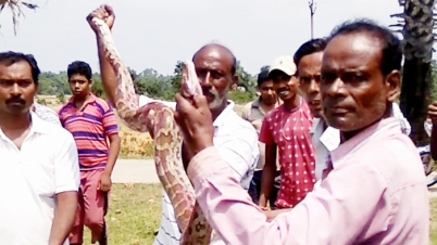 আট ফুট লম্বা ময়াল উদ্ধার বীরভূমের রাজনগরে