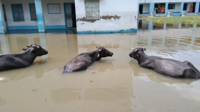 প্রাকৃতিক দুর্যোগে স্কুল হল কীটপতঙ্গ ও পশুপাখিদের সাঁতার কাটা