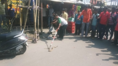 বিষধর সাপ দেখাকে কেন্দ্র করে চাঞ্চল্য মালদা শহরের রাজমহল রোড এলাক