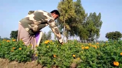 ধান ও শস্য চাষ করে দেনায় জর্জরিত কৃষক