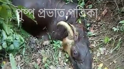 আবার জাতীয়সরকের পাশে বাইসনের মৃত্যু অনুমান গাড়ির ধাক্কায়। 