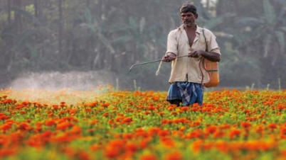 গাঁদা ফুলের চাষে লাভজনক, জানালেন চাষিরা