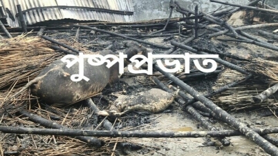 চাঁচলে অগ্নিকাণ্ডে মৃত্যু হল বেশ কিছু গবাদি পশুর