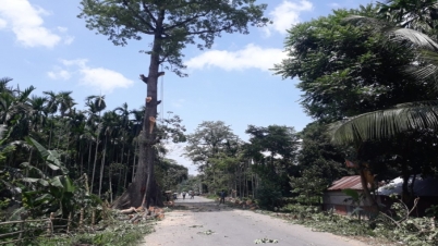 বিশ্ব পরিবেশ দিবসে গাছ কাটতে গিয়ে বাধা পেল বনদপ্তর