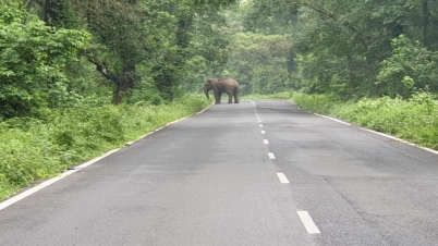 আবার লাটাগুড়ির রাস্তায় হাতির পথ অবরোধ