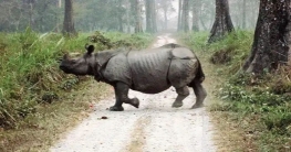 জলদাপাড়ায় গন্ডারের হামলা পর্যটক বোঝায় গাড়িতে, যখম অন্তত ছয় জন