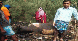 গভীর রাতে বিধ্বংসী আগুনে পুড়ে মৃত পাঁচটি গবাদি পশু।