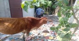 টয়লেট বন্ধ যত্রতত্র কাজ সারছে মানুষ ছড়াচ্ছে দূষণ মাল বাস স্ট্যান্