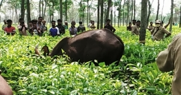 লকডাউন উপেক্ষা করে বাইসন দেখতে ভিড় শেষে ঘুমপাড়ানি গুলিতে কাবু