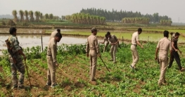 অবৈধ পোস্ত নষ্ট করল পাত্রসায়ের থানার পুলিশ