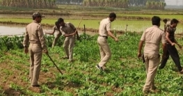 অবৈধ পোস্ত নষ্ট করল পাত্রসায়ের থানার পুলিশ