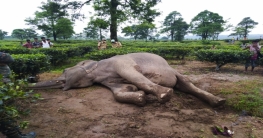 নাগরাকাটা ব্লকের হিলা চাবাগানে পূর্ণবয়স্ক পুরুষ হাতির মৃত্যু