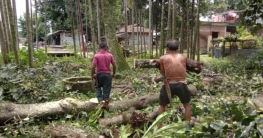 রাস্তা চওরা করার জন্য দুপাশে গাছ কাটা শুরু হলো ওদলাবাড়িতে