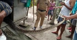 বারো ফুট লম্বা অজগর উদ্ধার আলিপুরদুয়ার জেলায়