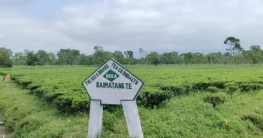 মাস বন্ধ থাকার খুলে যাচ্ছে ডুয়ার্সের  কালচিনি ও রায়মাটাং চা বাগান